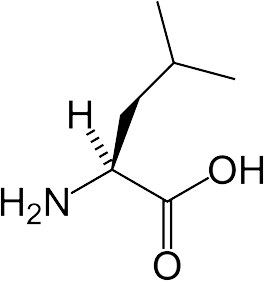 proteinas que son leucina